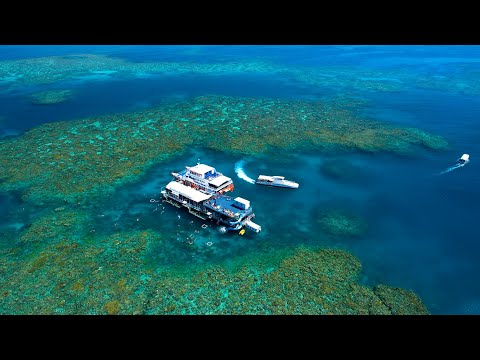 Moore Reef: Full Day Catamaran Experience for Up to 4 with Lunch with Sunlover Reef Cruises, Cairns QLD - Image 6