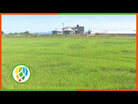 Evalúan en Consolación del Sur programa para el autoabastecimiento de arroz en Pinar del Río
