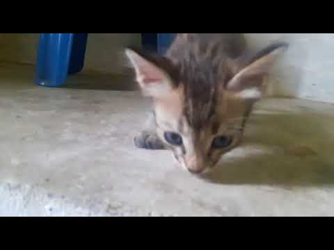 All Paws Down...we're the cutest!