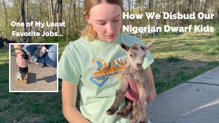 How We Disbud Our Nigerian Dwarf Goats