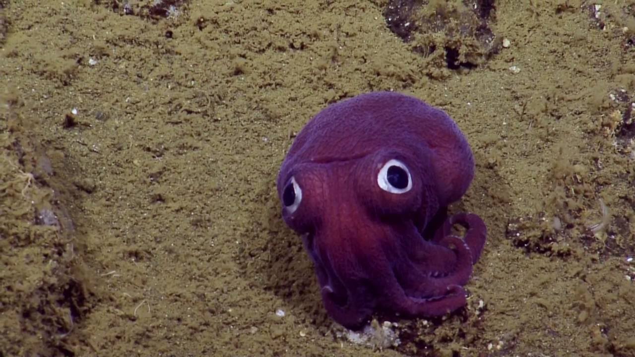 深海生物超「卡通」！大眼紫色小烏賊萌翻網友