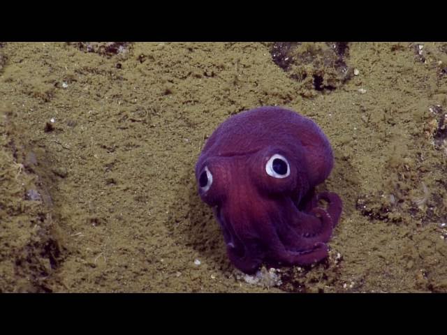 Stubby Fish Googly-eyed Stubby Squid - The Awesomer