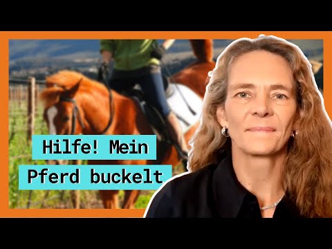 Warum der Wallach im Galopp buckelte: ein Pferdegespräch