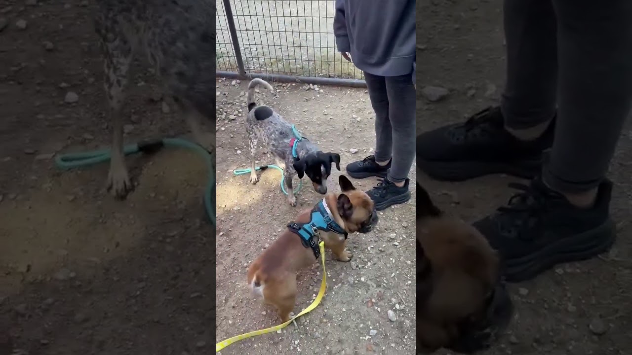 Jesse, a ADOPTABLE mixed breed in Boulder, CO video 2/4