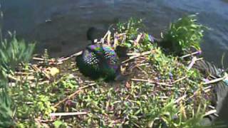6-1-2011 at 10 21 am CDT Minnesota Bound Loon waiting for 2nd hatch