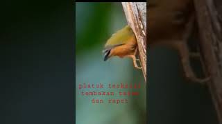 Download lagu pelatuk dengan tembakan tajam dan rapet mp3