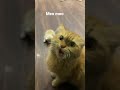 Angry Cat Meow Meow