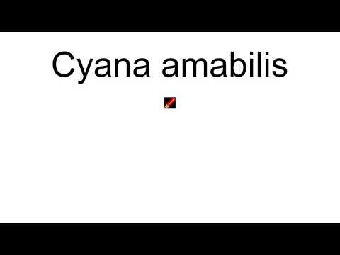 Cyana Amabilis