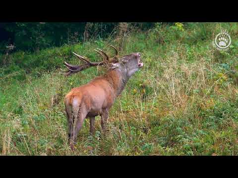 Rykowisko. Potężny, bieszczadzki byk bez oka