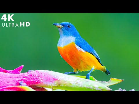 11 HOURS of Rainforest Birds in 4K - The Healing Power Of Bird Sounds - Relaxing Music