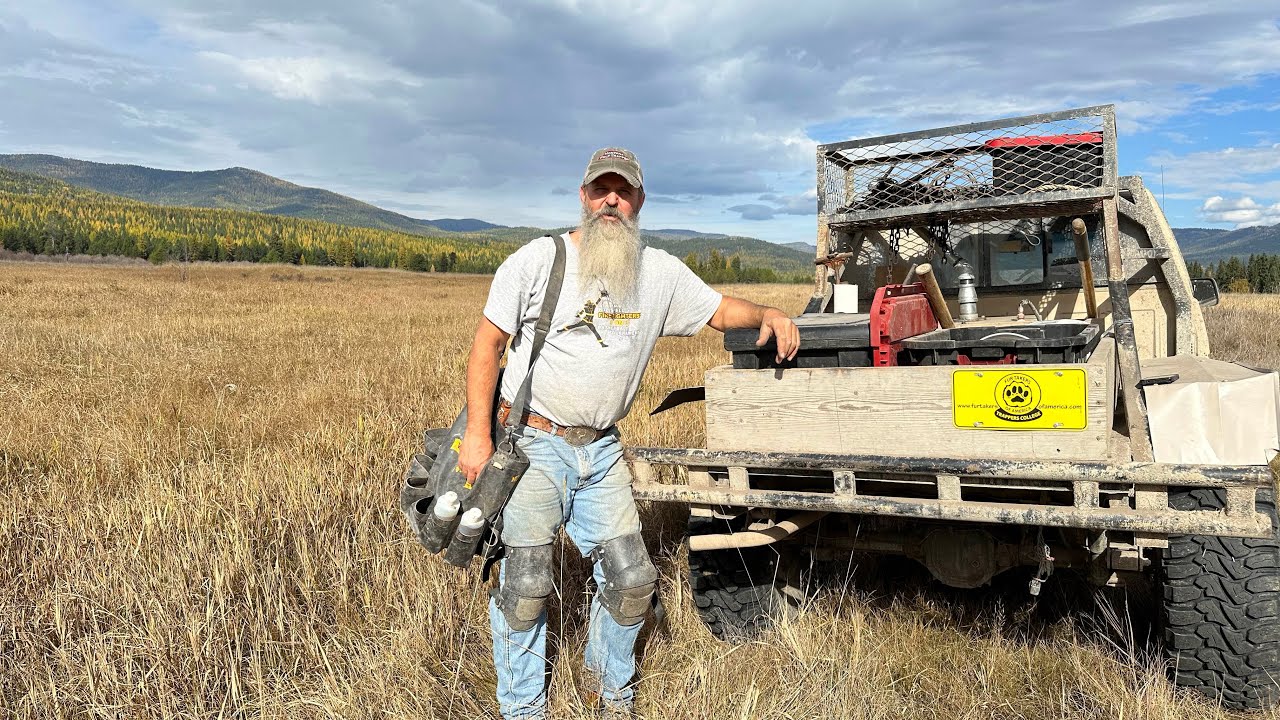 Setting coyote traps today