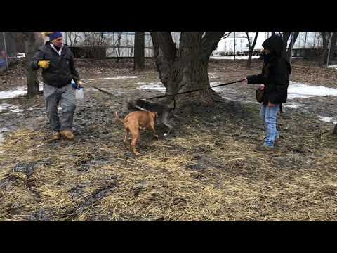 Chewie A212400 & Terracotta A212804 LT