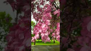 Dogwood says hi &amp; asked when u will visit #natureheals