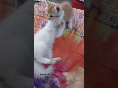 #viralvideo #cat #pets #shortmusic #shorts #reels #animals