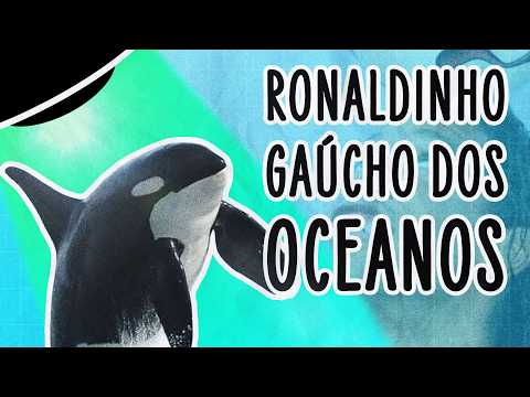 VÍDEOS PROVAM QUE ORCAS SÃO O ANIMAL MAIS ALEATÓRIO QUE EXISTE | ABDUÇÃO