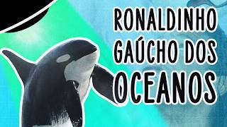 VÍDEOS PROVAM QUE ORCAS SÃO O ANIMAL MAIS ALEATÓRIO QUE EXISTE | ABDUÇÃO