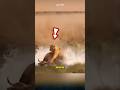 The Tiger Hunts A Wild Buffalo And Faces An Unexpected Ending Tiger Buffalo Animals