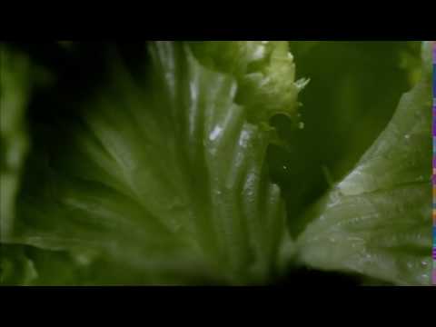 TVC FOX "Dragoste la prima vedere" 15 sec 2016