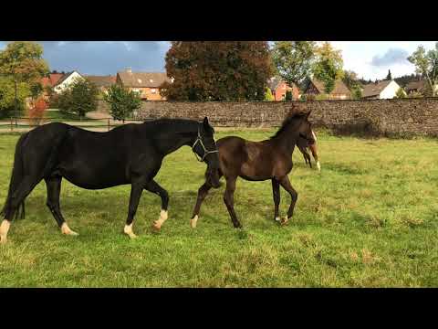 Greta Garbo mit Fohlen von Saint Cyr und Glory Fire