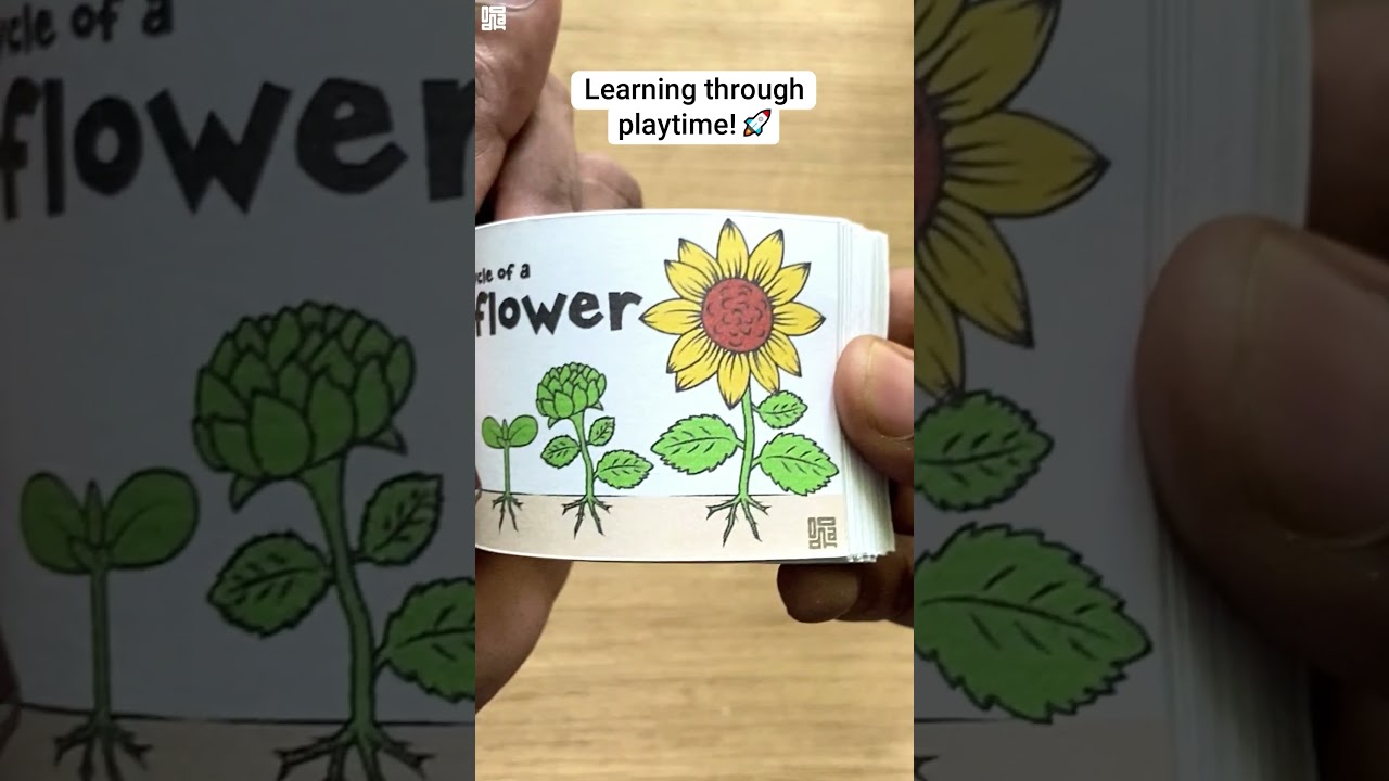 Sunflower Life Cycle - Flip Book #flipbook #animation