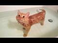 No One Expected The Cat To Love Water Funny Cats And Water