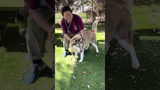 Video preview image #1 Siberian Husky Puppy For Sale in Pasadena, CA, USA