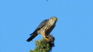 Download Lagu Coopers Hawks, Fluffy, RedTailed Hawk, Speedy and Mate and California Scrub Jay Thumbnail