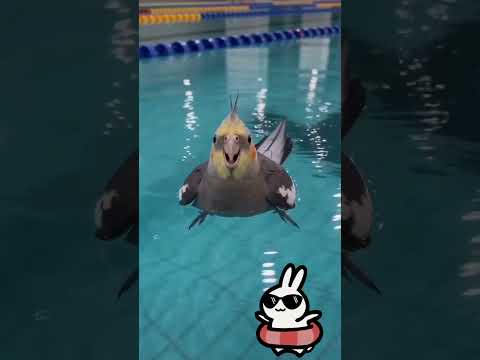 how to train your cockatiel calopsita antando to swim #cuteanimals #cockatiel #parrot #pets