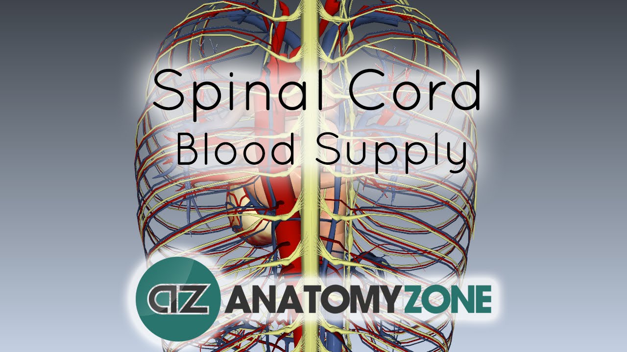 Spinal Cord Anatomy - Blood Supply - 3D Anatomy Tutorial