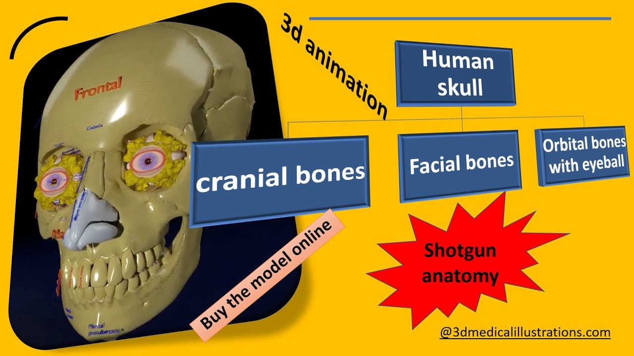 Eye with complete skull 3D 3D Model