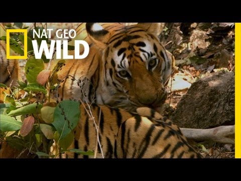 When a Tiger Hunts | Secret Life of Tigers