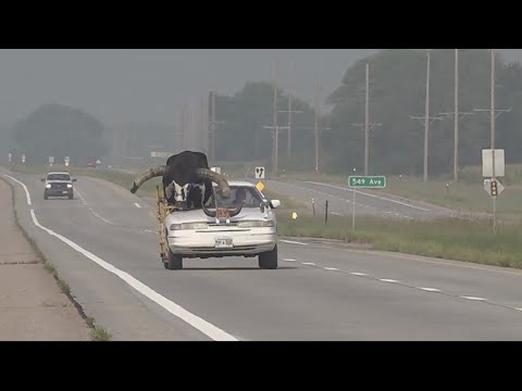 Bull calls shotgun in Nebraska