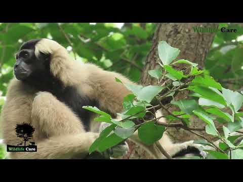 Best Wild Animals _ Gibbon Family | Wildlife_Care_0173