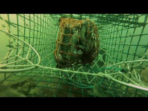 download lagu mp3 mp4 Lobster Pot, download mp3 Lobster Pot free download, download mp3 Lobster Pot