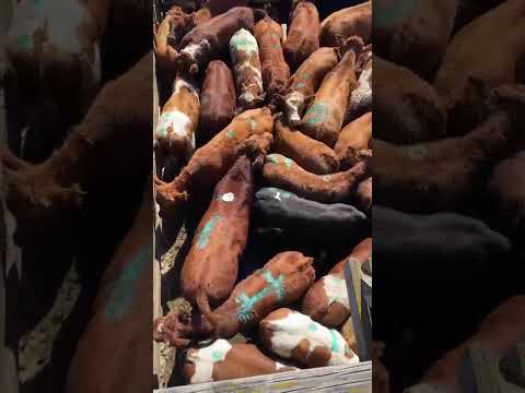 Ferias Araucanía - Freire 26/03/2026 informe en terreno #aprocarne 