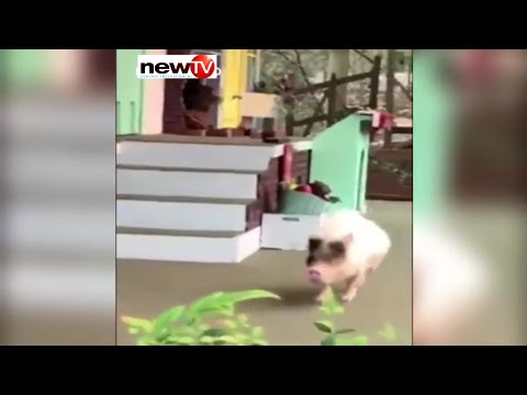 màn rượt đuổi nhau kinh dị của lũ chó mèo