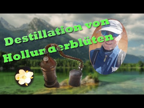Destillieren von Hollunderblütenhydrolat