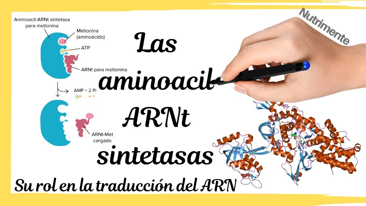 Las AMINOACIL ARNt SINTETASAS. Su importancia en la traducción del ARNm