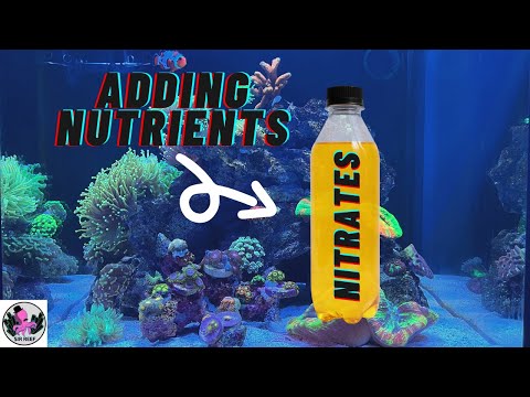 Managing Nutrients NO3 (Nitrate) / PO4 (Phosphate) in your Reef Tank | RED SEA REEFER NANO 28G