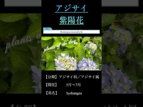 アジサイはいつ植えるのですか？すべての庭師のための手入れと植え付けのヒント  庭園