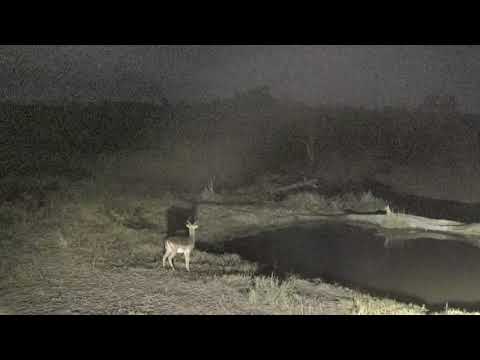 Djuma: Lone Impala chances a drink - 18:53 - 07/19/18