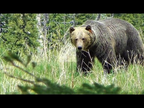 Grizzly Bear 164, remembering this gentle giant!