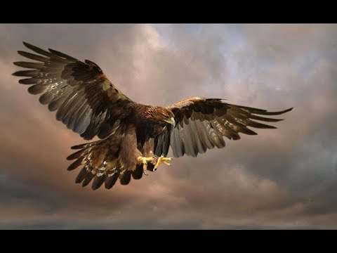 NOVOTANGANO  Laurianne Ekondo & Levie