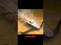 Electric Eel Vs Crocodile Meet In The Wild Shorts