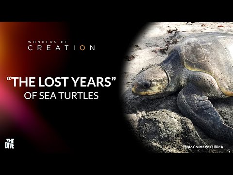 Wonders of Creation: Where Do Sea Turtles Spend their “Lost Years?” #TheDivePH