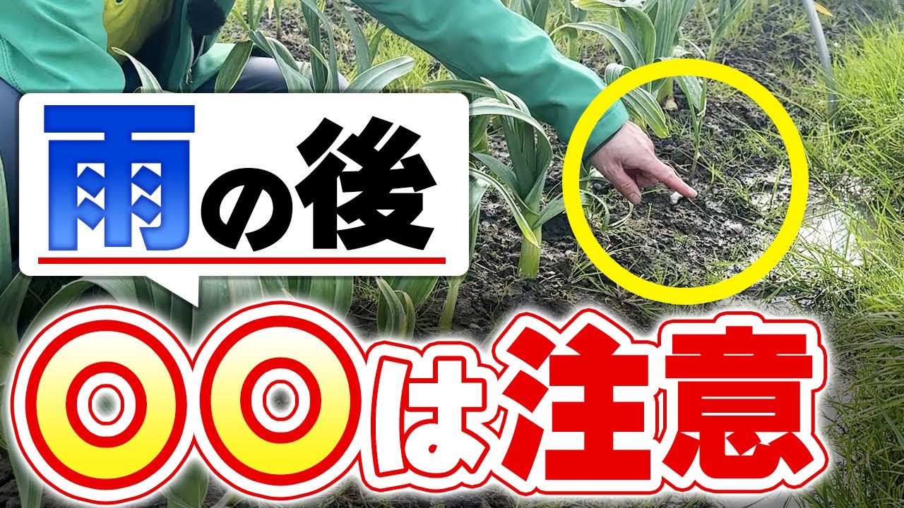 雨の後の自然栽培!やってはいけないこと