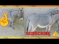 Donkey Power Animals Mating Donkey13 Cowphobia8623 TheGlobalAnimalsWorld