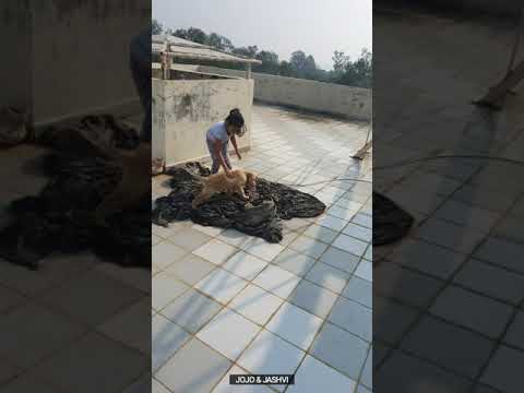 golden retriever#whatsappstatus#youtube # short video reel and jashvi lazerus