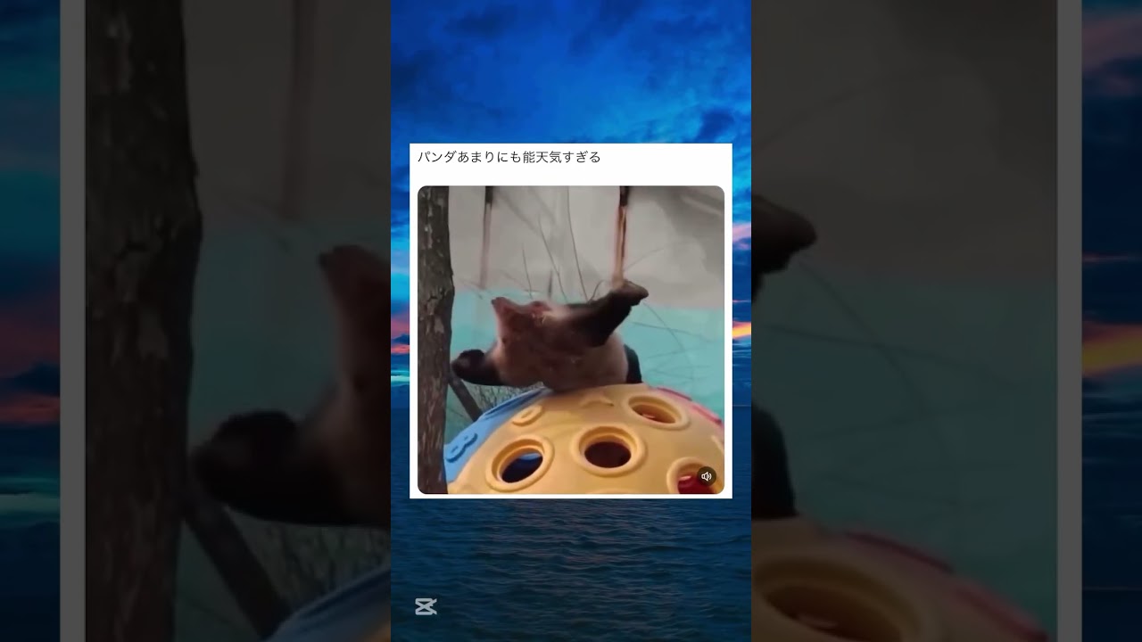 概要欄で初めての🎁全員企画しています！#tiktok #twitter #おもしろ