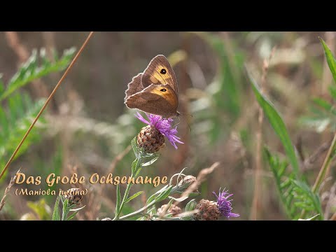 Das Große Ochsenauge